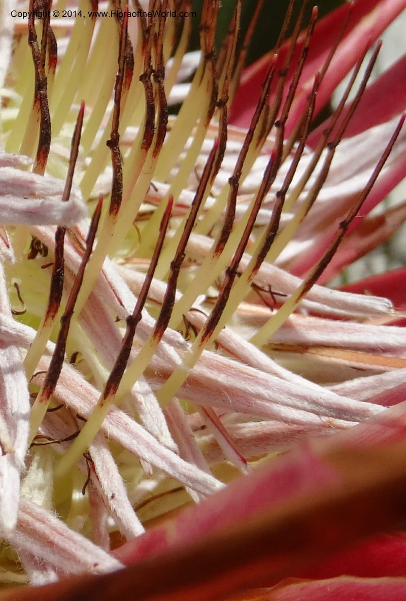 Protea cynaroides, Davidson, C 12315--South Africa. Western Cape. E. side, Fernkloof. 24 Jan 2014. DSC01799 (140).JPG