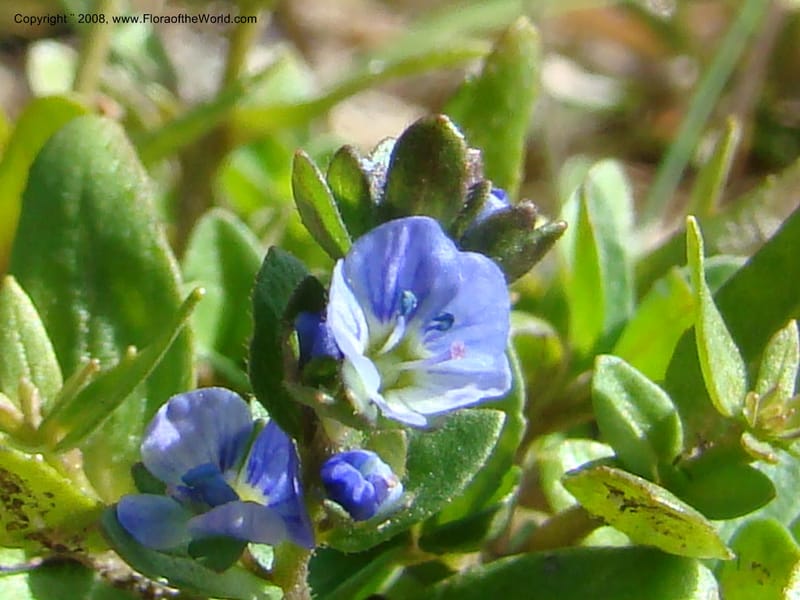 Veronica serpyllifolia ssp humifusa, CDavidson11275--ID. Idaho Co. Warren Wagon Rd., Sesesh Cr. 24 Aug 08. 058.jpg