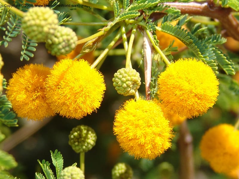 Acacia farnesiana--Bolivia. La Paz. Send. Aguila. 4 Dec 04. 077.jpg