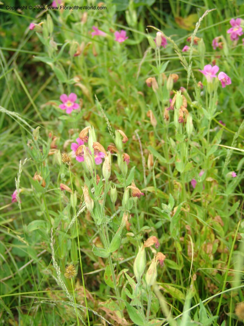 Mimulus lewisii, CDavidson11112--ID. Adams Co. For. Serv. Rd. 453, to Goose Lk. 20 Jul 07. 121.jpg