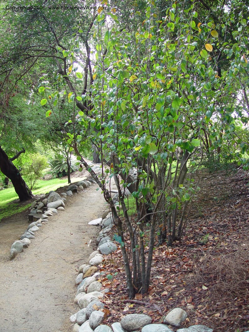 Cydonia sinensis--CA. UCLA. Mathias Bot. Gard. 13 Feb 03. 021.jpg