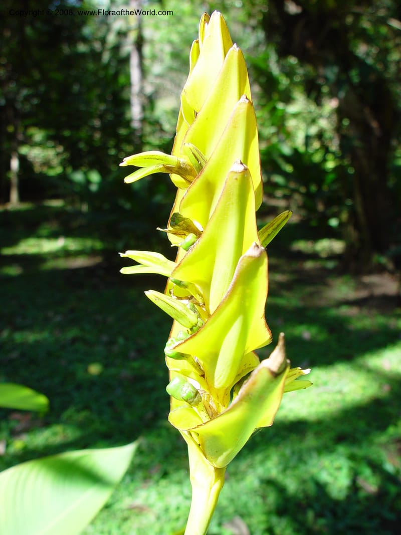 Heliconia librata--Costa Rica. Wilson Garden. 25 Feb 02. 002.jpg