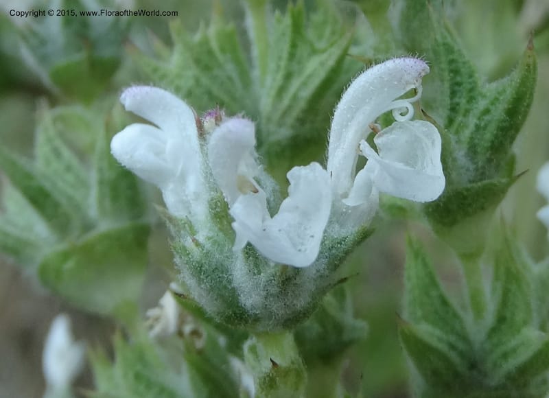 Salvia aethiopis, Davidson, C 12603--ID. Idaho Co. Goff Bridge on Hwy 95 N of Riggins. 16 Jul 2014. DSC00481 (103).JPG