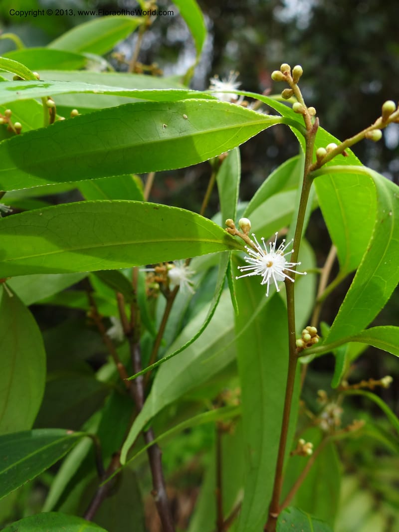 Symplocos, S.98876--Malaysia, Sarawak. Kubah Nat. Park. 28 Mar 2012. DSC05973 (149).JPG