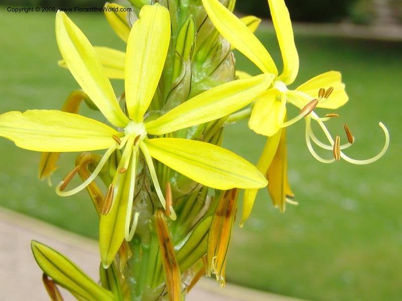 Asphodeline lutea--France. Paris. Jardin des Plantes. 28 Apr 05. 175.jpg