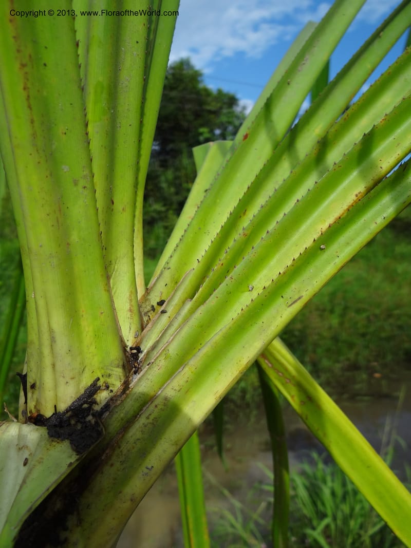 Pandanus helicopus, Callmander 1023--Sabah. Klias Forest Reserve. 3 Apr 2012. DSC06489 (200).JPG