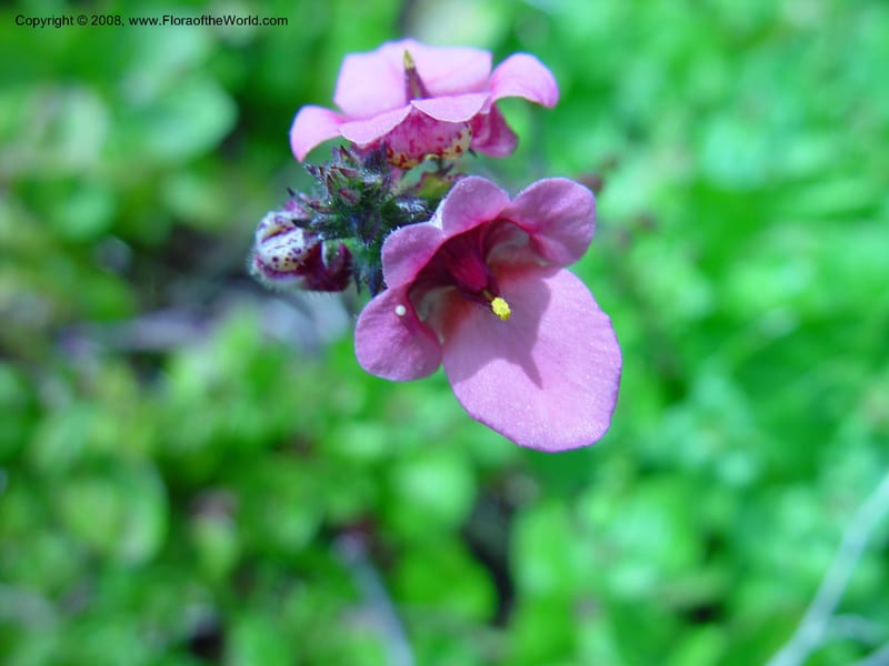 Diascia mollis--So. Africa. Cape Province. Kirstenbosch Bot. Gard. 19 Nov 02. 022.jpg