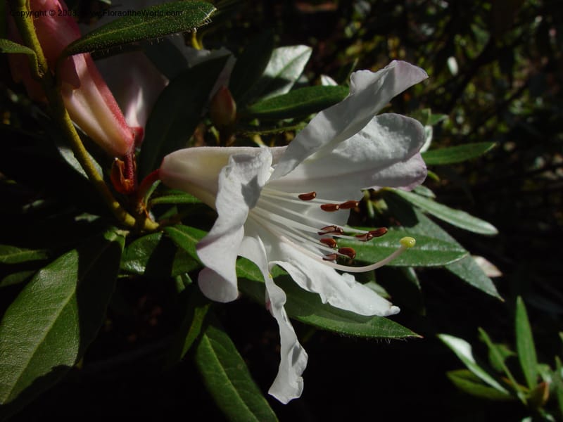 Rhododendron formosum. 70.0514--CA. UC Berkeley Bot. Gard. 10 Feb 03. 046.jpg