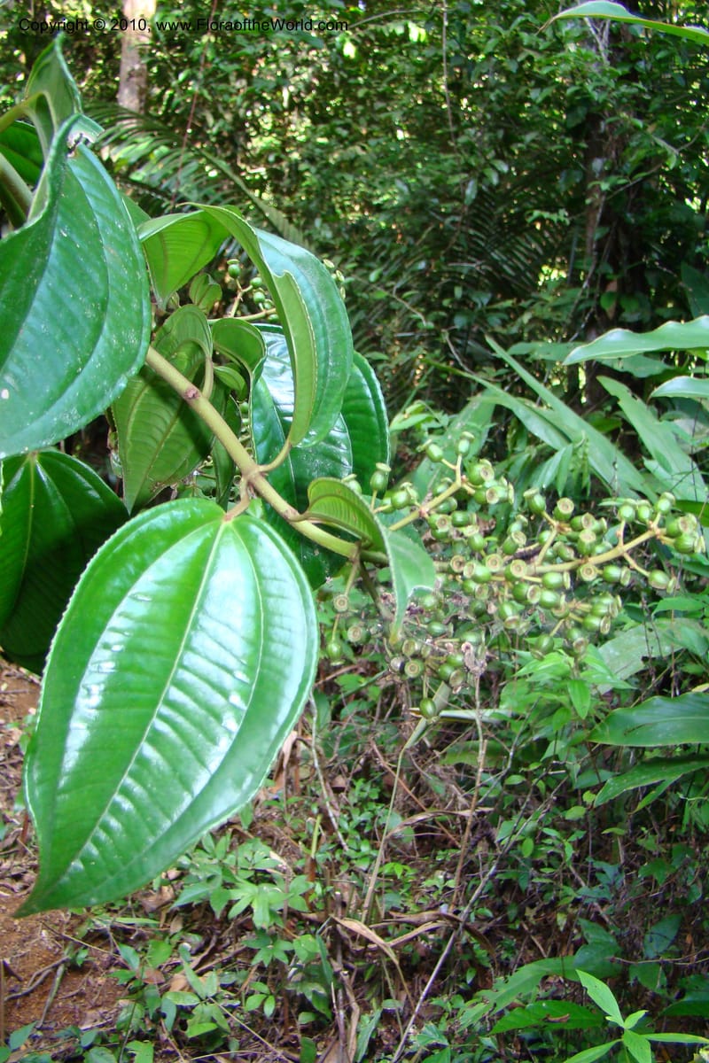 Adelobotrys adscendens, Mori 27362--French Guiana. E of Cacao, road to water reserve. 1 Nov 09. 172.jpg