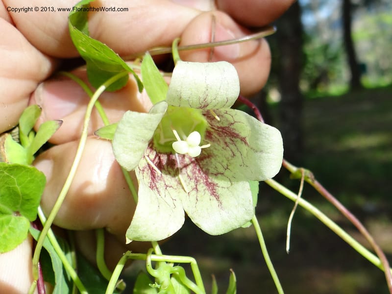 Codonopsis, VC 5577--Thailand. Chiang Mai. Doi Chiang Dao. 11 Nov 2012. DSC08648 (228).JPG