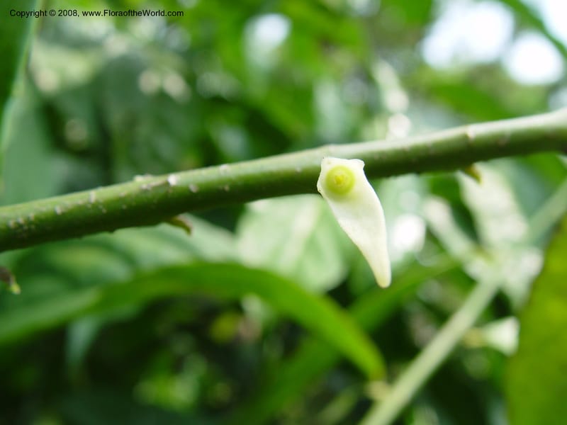Glossocalyx longicuspis--Cameroon. Limbe Botanic Garden. 4 Dec 03. 206.jpg