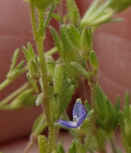 Veronica arvensis, C. Davidson 13751--Oregon. Wallowa Co. Zumwalt.Trail Cr. Rd. 4 Jun 2018. DSC04078 (71).JPG