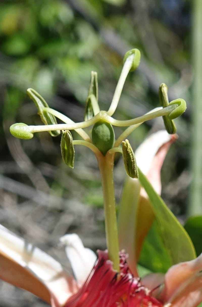 Passiflora aurantia, Davidson, C 13330--Australia. Qld. Jacob's Well. 16 Oct 2016. DSC02498 (95).JPG