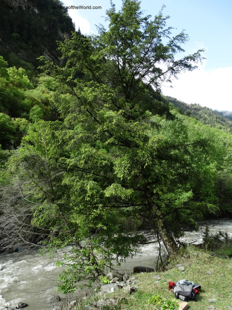Tsuga chinensis, Boufford, D 43658--China. Sichuan. SuoLuoGou Village. 10 May 2014. DSC04925 (11).JPG