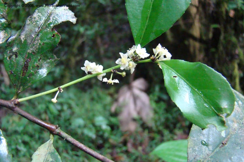 Maytenus undata, WKindeketa2977--Tanz. Rungwe Distr. Rungwe For. Res. 24 Jan 08. 155.jpg