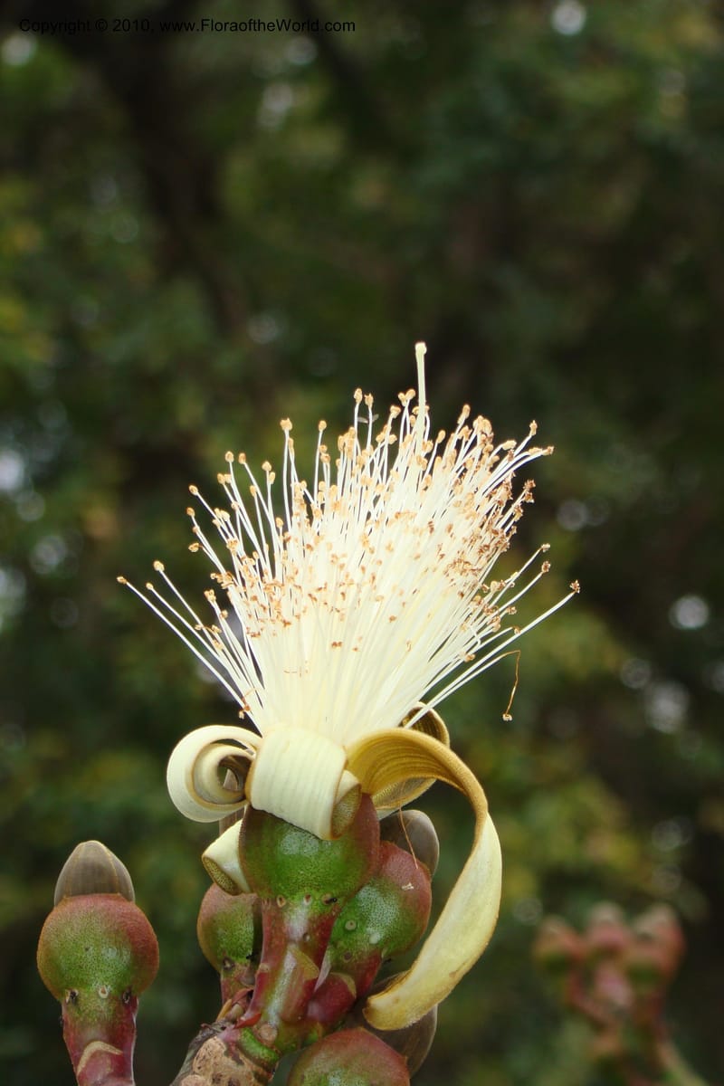 Pseudobombax ellipticum--South Africa. Durban Botanical Gardens. 29 Aug 09. 001 (45).jpg