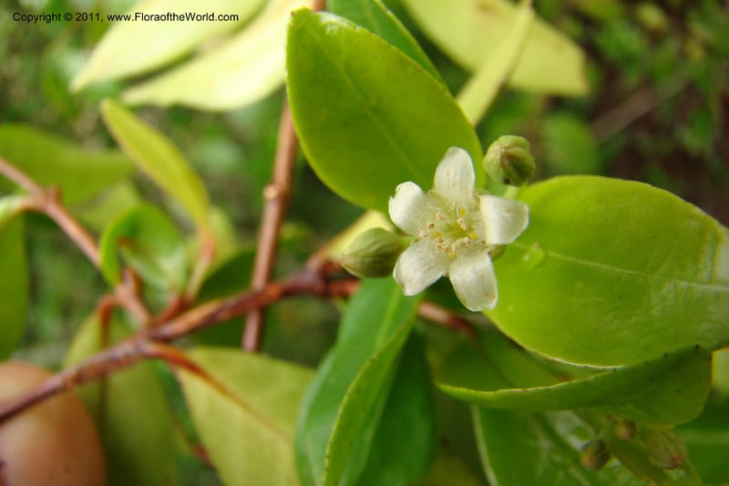 Psorospermum lanceolatum, Razafindraibe 191--Madagascar. Prov. Fianarantsoa. RN 12. 14 Jan 09. 043 (5).jpg
