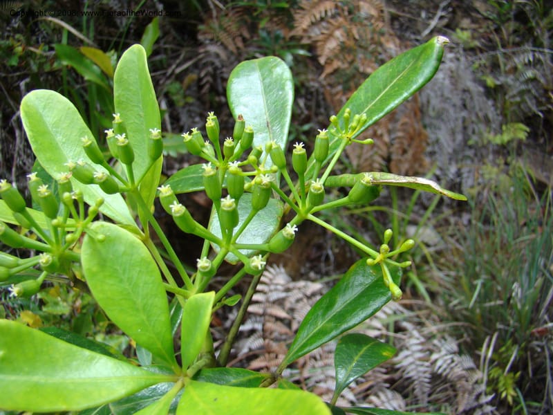 Schefflera gordonii, PLowry6902--New Caledonia. Monts Dzumac. 20 Nov 07. 147.jpg