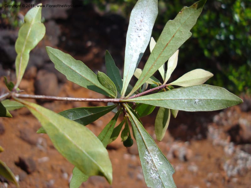 Pittosporum dzumacense, Gemmill, C 618--New Caledonia, ProvN, Plateau de Poro, 16 Nov 2007 014 (20).jpg