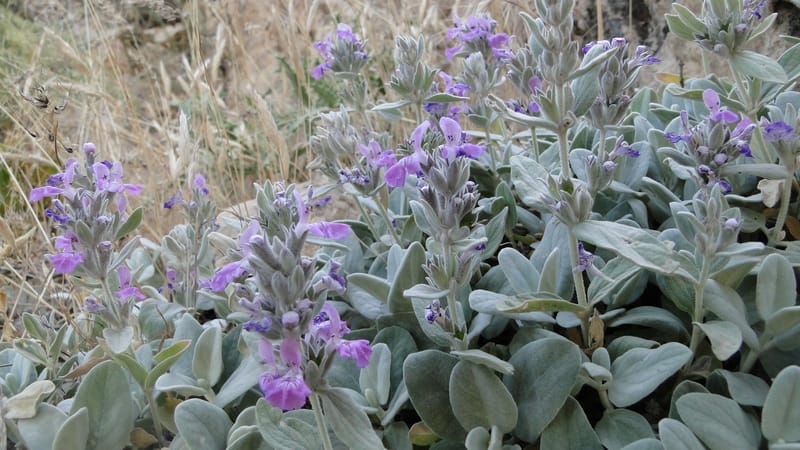 Stachys, A. G. Miller 142.5--Iraq. Kurdistan. Shakh-i Pira Magrun. Zewiya. 12 June 2010. 192 (12).jpg