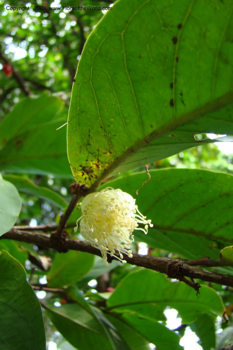 Syzygium samarangense--South Africa. Durban Botanical Garden. 30 Jan 09. 304.jpg
