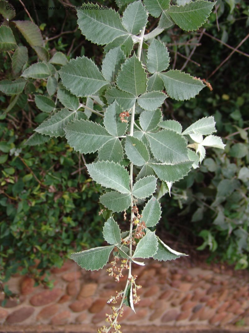 Rhus bartophylla--So.Africa. Lowveld Nat. Bot. Gard. 14 Mch 05. 340.jpg