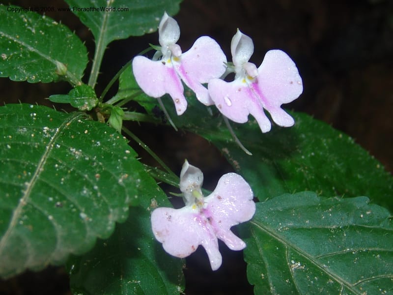 Impatiens hochstetteri--So.Africa. Mpumal. Moodie Mts.  18 Mch 05. 252.jpg