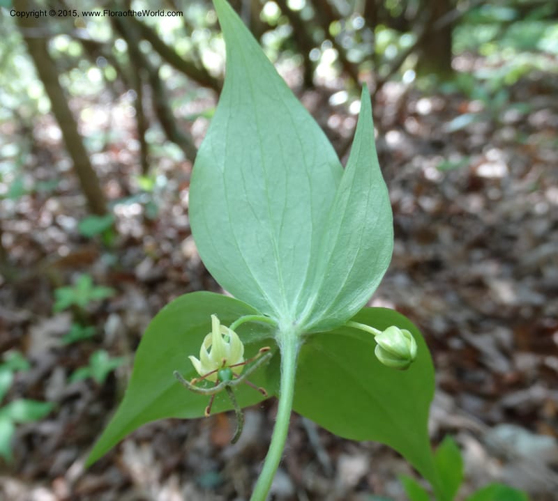 Mediola virginiana, Davidson, C 12947--North Carolina. Trans. Co. W Cradle of For. 11 May 2015. DSC03837 (50).JPG