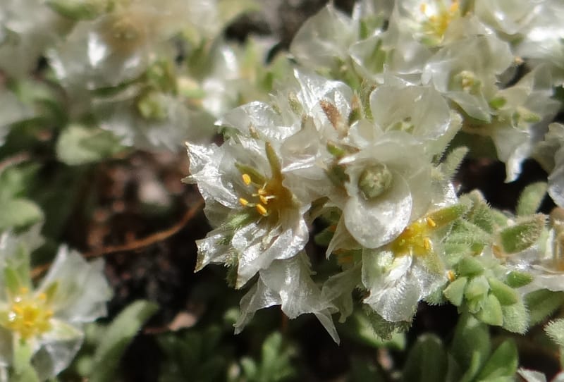 Paronychia kurdica--Iraq. Kurdistan. Shakh-i-Pira Magrun. 24 May 2013. DSC05074 (121).JPG