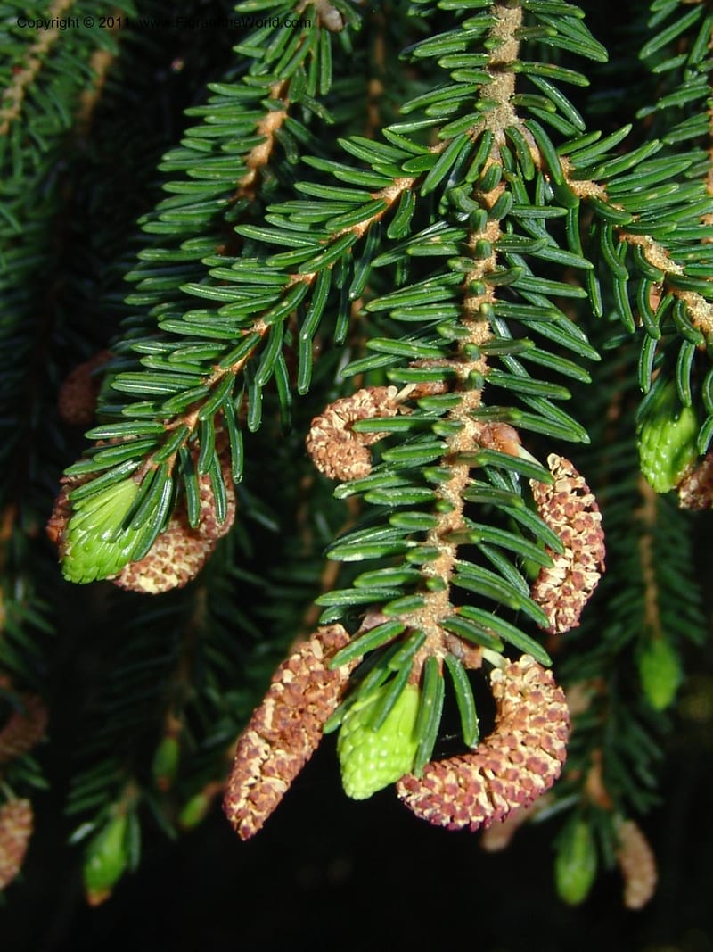 Picea orientalis--Georgia. Bakuriani Botanical Garden. Forest. 7 Jun 05. 083.jpg