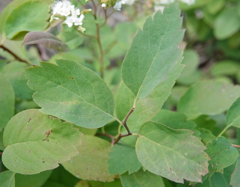 Spiraea lucida, C. Davidson 13833--ID. Shoshone Co. Freezeout Rd. FR 301. 10 Jul 2018. DSC06582 (55).JPG