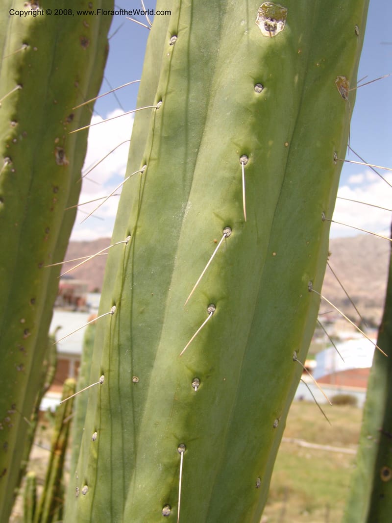 Trichocereus bridgesii--Bolivia. La Paz. Jardin Botanico La Paz. 3 Dec 04. 114.jpg