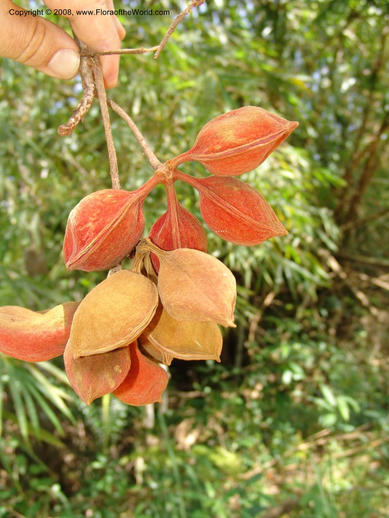 Sterculia tragacantha, GWalters1686--Gabon. Prov. Estuaire. Bambuchine, E of Libreville. 17 Apr 06. 058.jpg