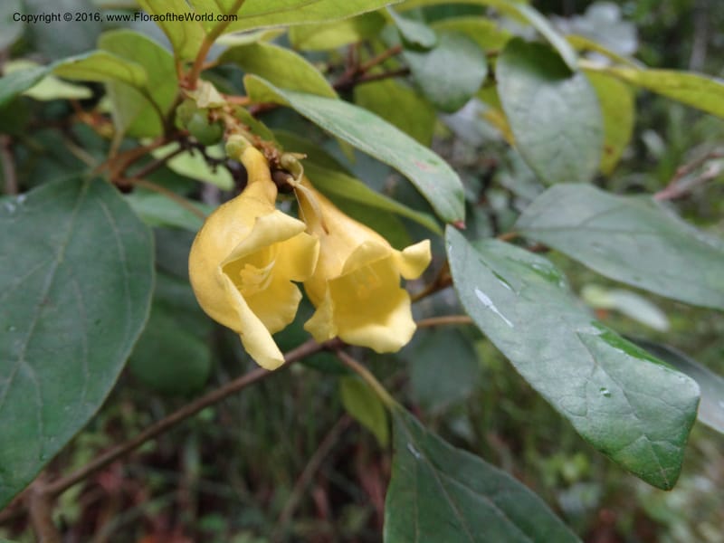 Gmelina philippinensis--Sabah. Kg. Semagana lama. 9 Oct 2014. DSC03434 (151).JPG