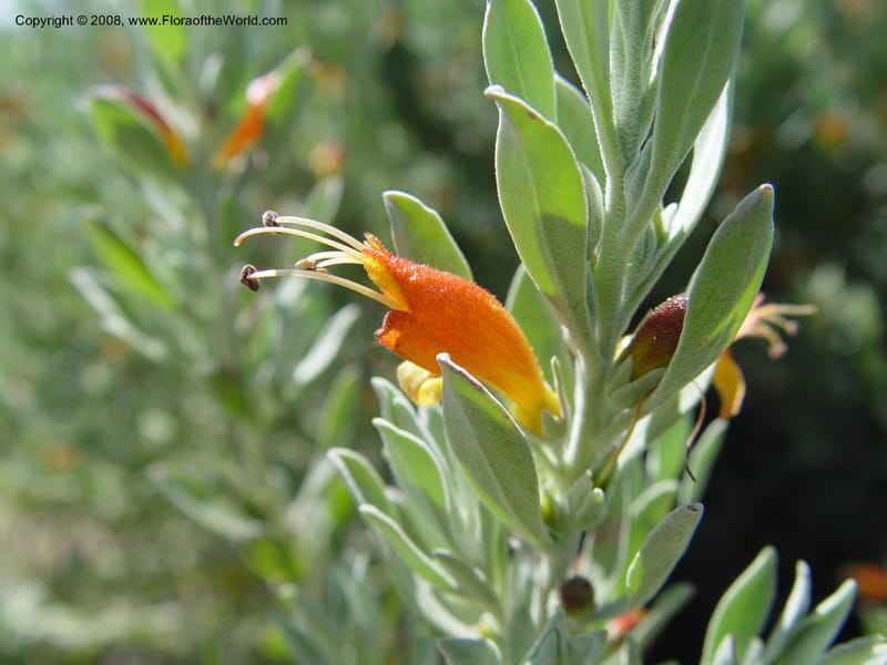 Eremophila glabra--Spain. Barcelona Botanic Garden. 21 Apr 04. 037.jpg