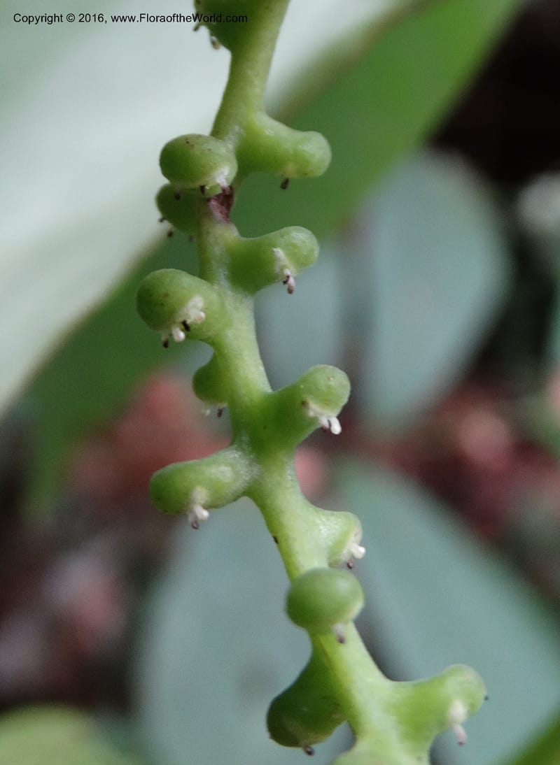 Piper, Davidson, C 12675--Sabah. Danum Valley. 4 Oct 2014. DSC01741 (236).JPG