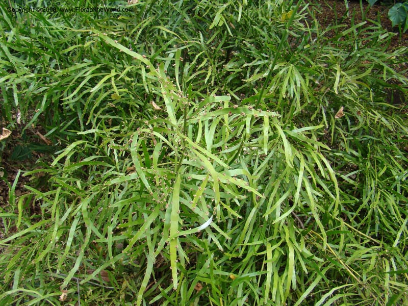 Homalocladium platycladium--Australia. Royal Botanic Garden, Melbourne. 19-20 Mch 08. 307.jpg