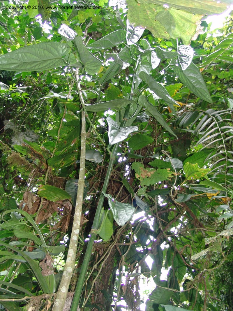 Piper, Croat 96070--Ecuador. Edo. Los Rios. Cerro Samama, SW of Pita. 18 Mar 06. 101 (1).jpg