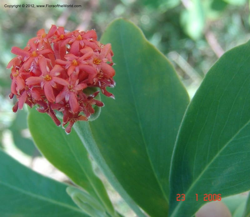 Gnidia daphnifolia, Rogers, Z 954-Madagascar, 23 Jan 2006 006 (4).jpg