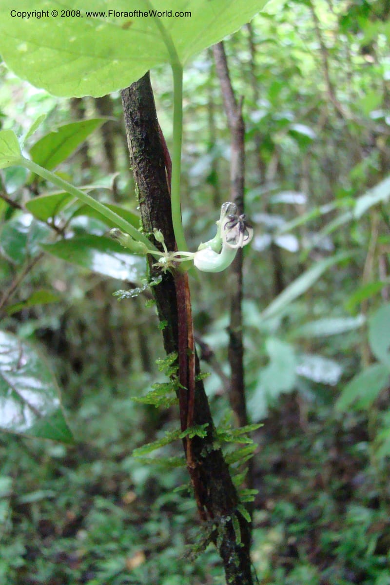 Ceropegia, WKindeketa2973--Tanz. Rungwe Distr. Rungwe For. Res. 24 Jan 08. 076.jpg