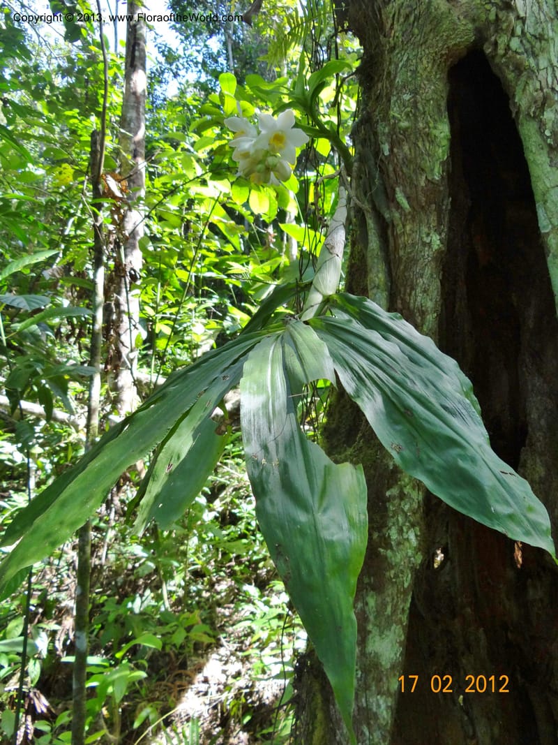 Chysis bractescens, Martinez-Melendez, M 422--Mexico, Chiapas, Palenque-Ocosingo 17 Feb 2012  3153 (13).JPG