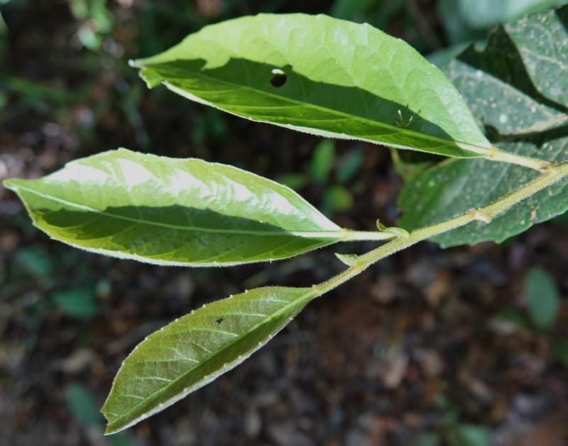 Aporosa dioica, D. Boufford 44137--China. Yunnan. Pu Wen to Da Du Gang on G213. 4 May 2018. DSC01724 (177).JPG