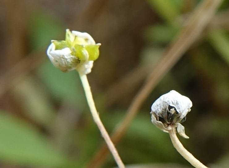 Ranunculus flammula, C. Davidson 13734--ID. Valley Co. Ponderosa Stata Park. 18 Oct 2017. DSC07790 (9).JPG