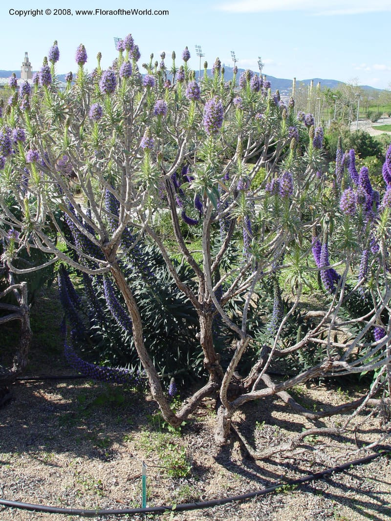 Echium fastuosum, 1999.00103--Spain. Barcelona Botanic Garden. 19 Apr 04. 005.jpg