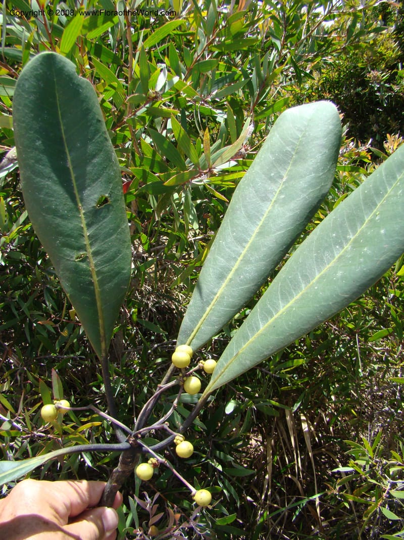 Zygogynum, JMunzinger4776--New Caledonia. Col d'Amoss. 14 Nov 07. 060.jpg