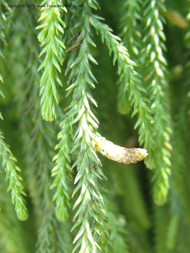 Dacrydium cupressinum--CA. Mendocino Co. Mendocino Coast Bot. Garden. 25 Jun 06. 124.jpg