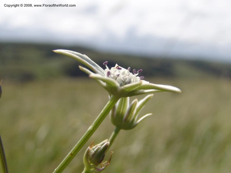 Alepidia longifolia--So.Africa. E. Cape. Umtamvuna Nat. Res. 11 Mch 05. 303.jpg