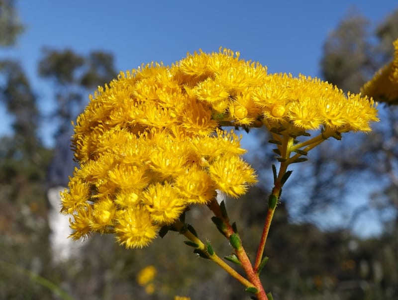 Verticordia serrata var. ciliata, Davidson, C 13381--Australia. W.A. Flora Rd. 22 Oct 2016. DSC03739 (206).JPG