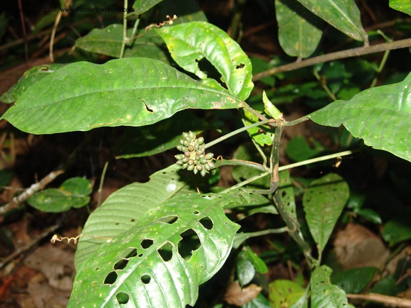 Psychotria, MLeal1106--Gabon. Prov. Estuaire. Monts de Cristal. Tchimbele. 14 Apr 06. 011.jpg