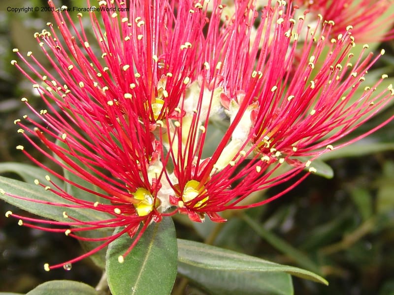 Metrosideros excelsa--CA. San Francisco Arbor. 3 Jul 07. 272.jpg